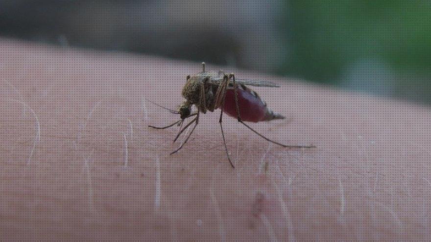 Mejores 28 antimosquitos definitivos a la venta