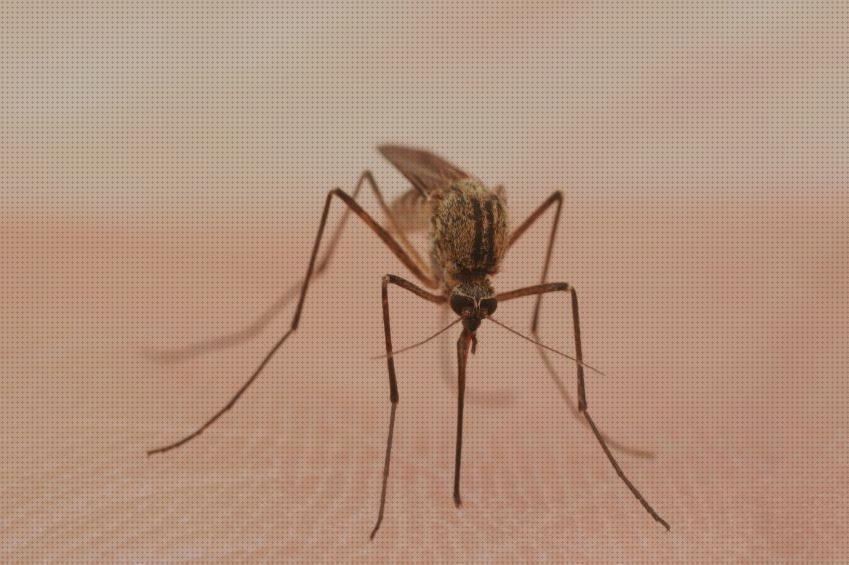 Las mejores Más sobre tiamina antimosquitos Más sobre tiamina antimosquitos Más sobre tiamina antimosquitos antimosquitos trasgenicos