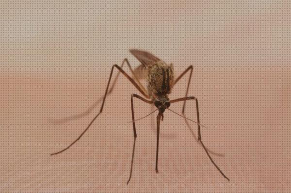 Review de antimosquitos trasgenicos