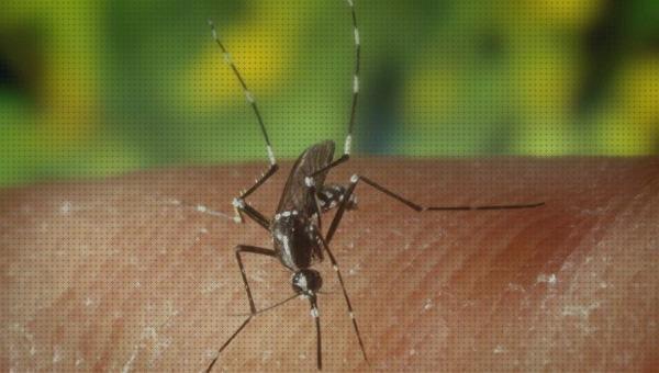 Los 29 Mejores antimosquitos trasgenicos bajo análisis
