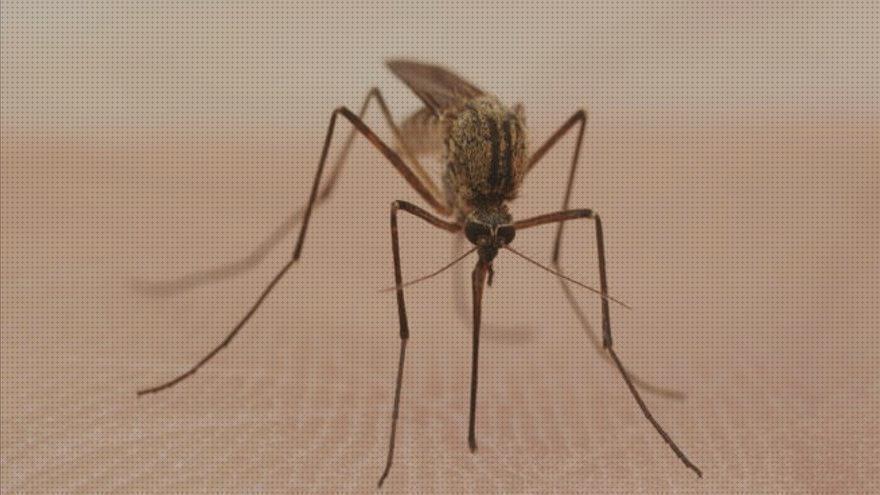 ¿Dónde poder comprar Más sobre antimosquitos mechero Más sobre antimosquitos sonata antimosquitos antimosquitos zika?
