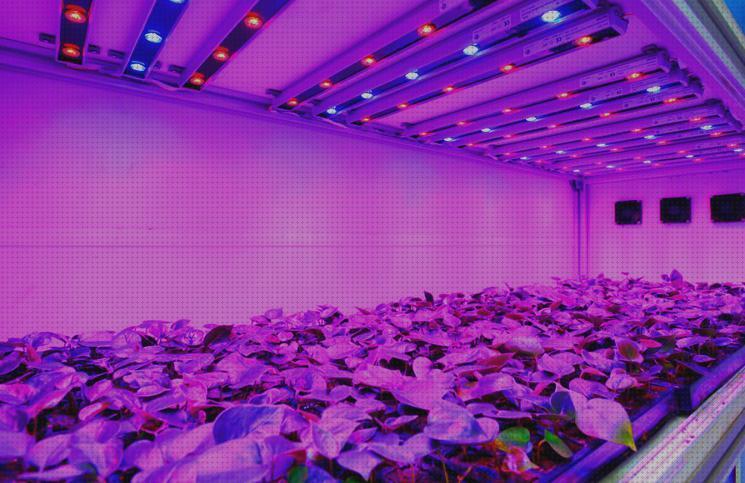 Análisis de los 25 mejores Focos Led Cultivos Indoor