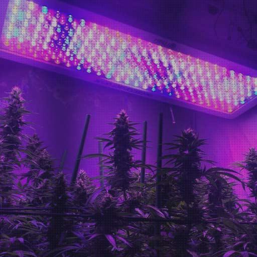 Las mejores marcas de leds leds cultivo