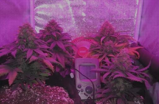 Las mejores leds leds cultivo