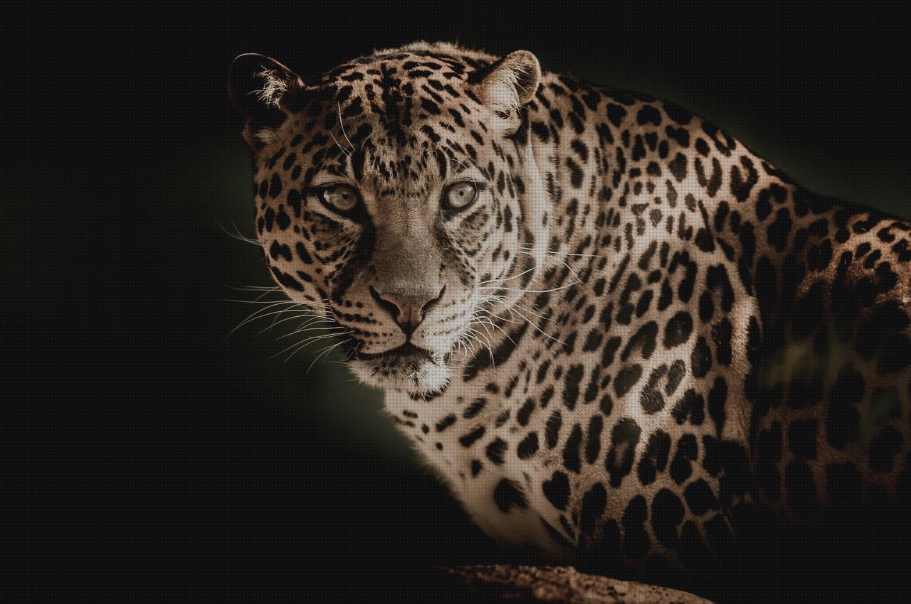 Las mejores marcas de faros leopard linternas