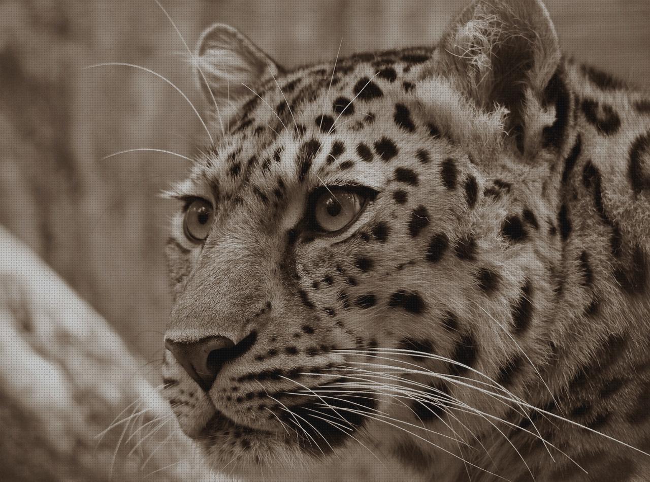 Review de leopard linternas