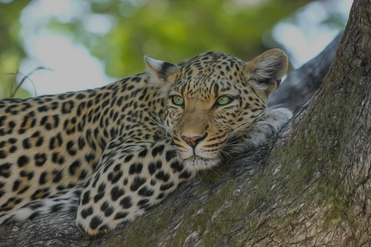 TOP 18 leopard linternas