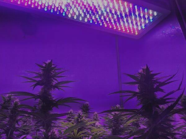 ¿Dónde poder comprar Más sobre luces led encastrar luces led led luces led autocultivo?