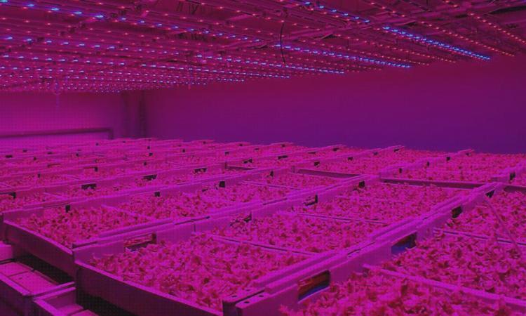 ¿Dónde poder comprar luces led led luces led cultivo?