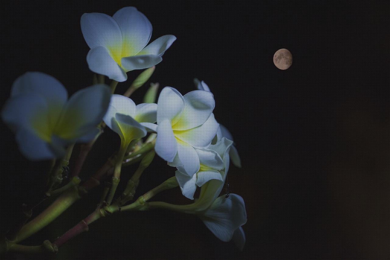 Análisis de las 20 mejores lunas led bajo análisis