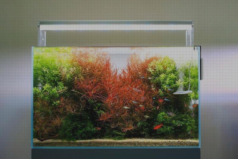 Review de pantalla led acuario plantado