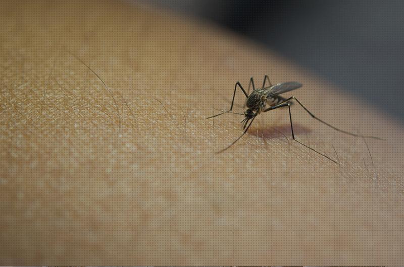 Las mejores marcas de antimosquitos productos antimosquitos