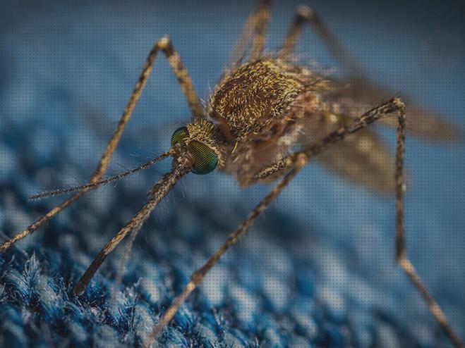 Los 23 Mejores sostemas antimosquitos