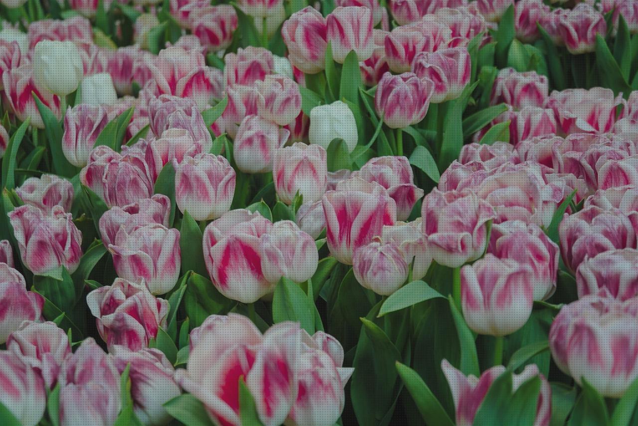 Las mejores marcas de pantallas tulipa lampara techo